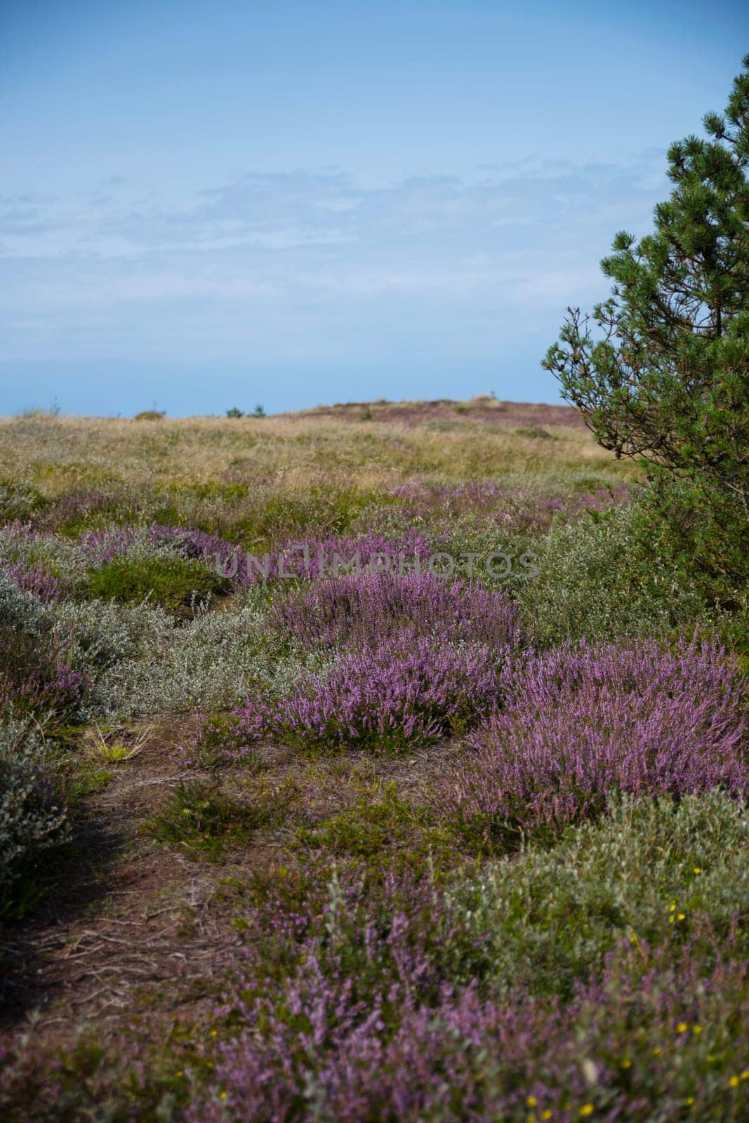 purple flowering heather fileds in the national park thy in denmark