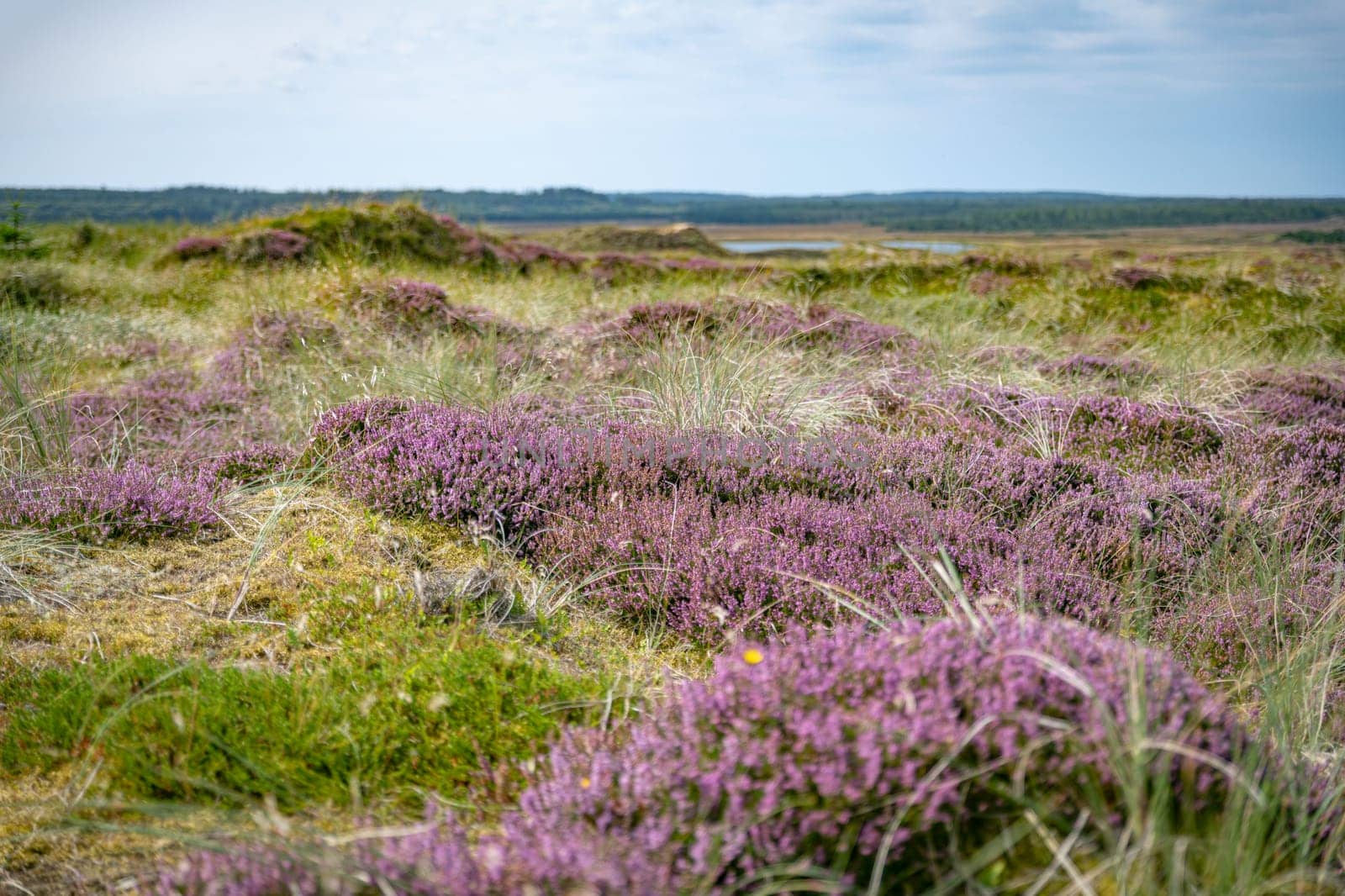 purple heather fields in the dune area in Thy National Park in Denmark with places to sit and ponds with water in the green field with heather and other plants