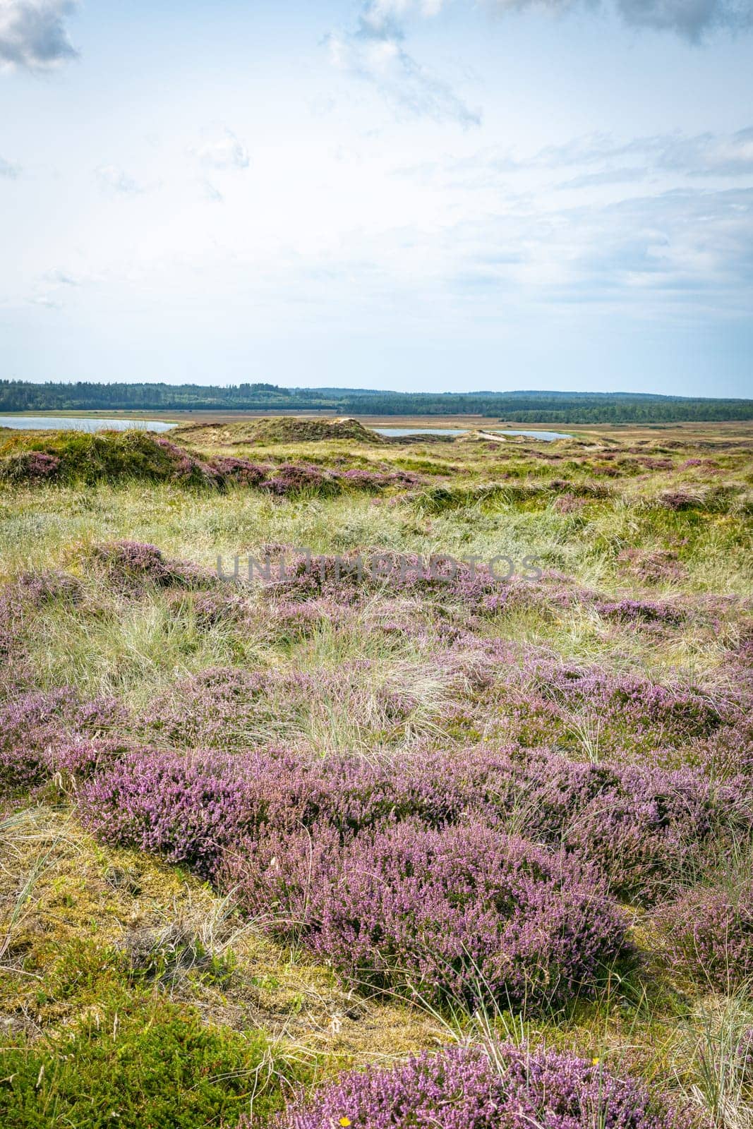 purple heather fields in the dune area in Thy National Park in Denmark with places to sit and ponds with water in the green field with heather and other plants