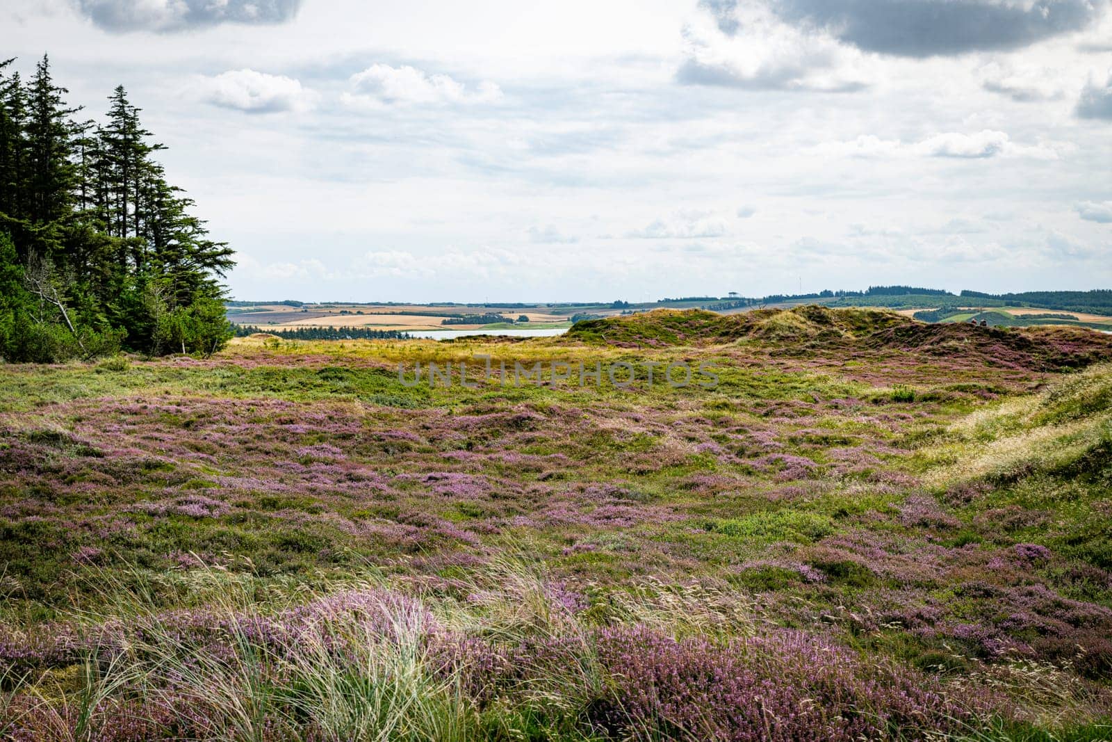purple heather the dune area in Thy National Park in Denmark with places to sit and ponds with water in the green field with heather and other plants
