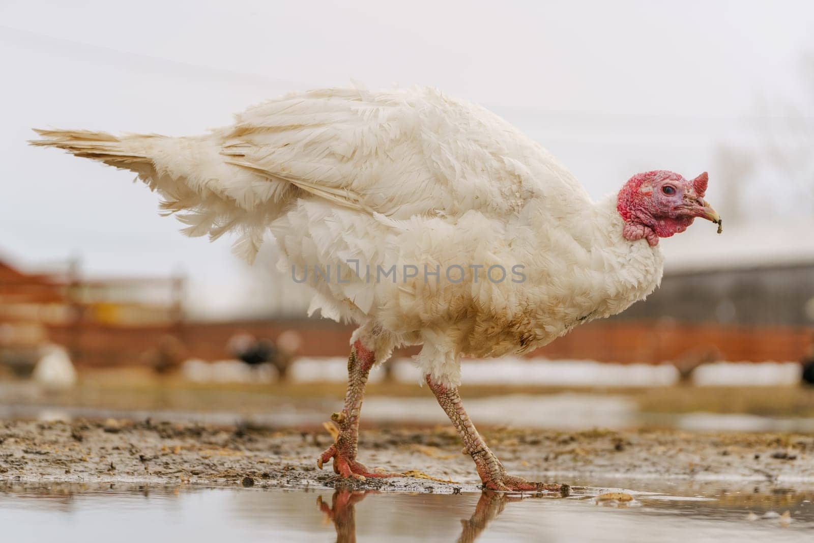 Rural countryside landscape with broad breasted domestic turkey.