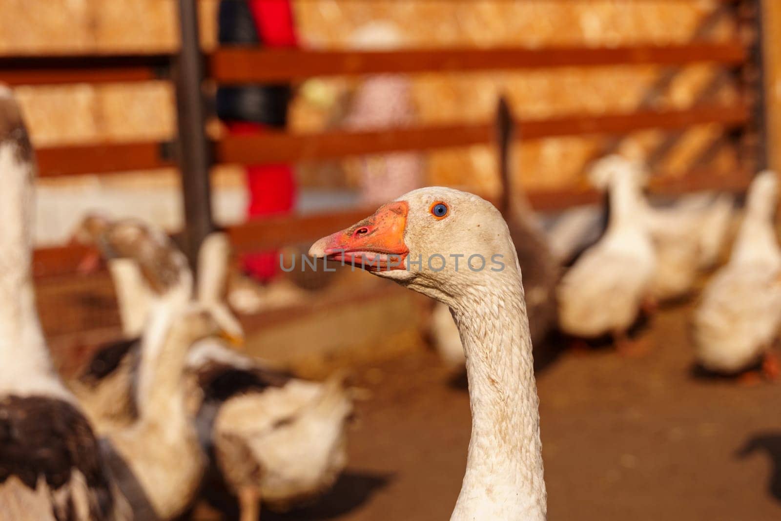 Geese group are peacefully coexisting within a fenced-in area on a farm