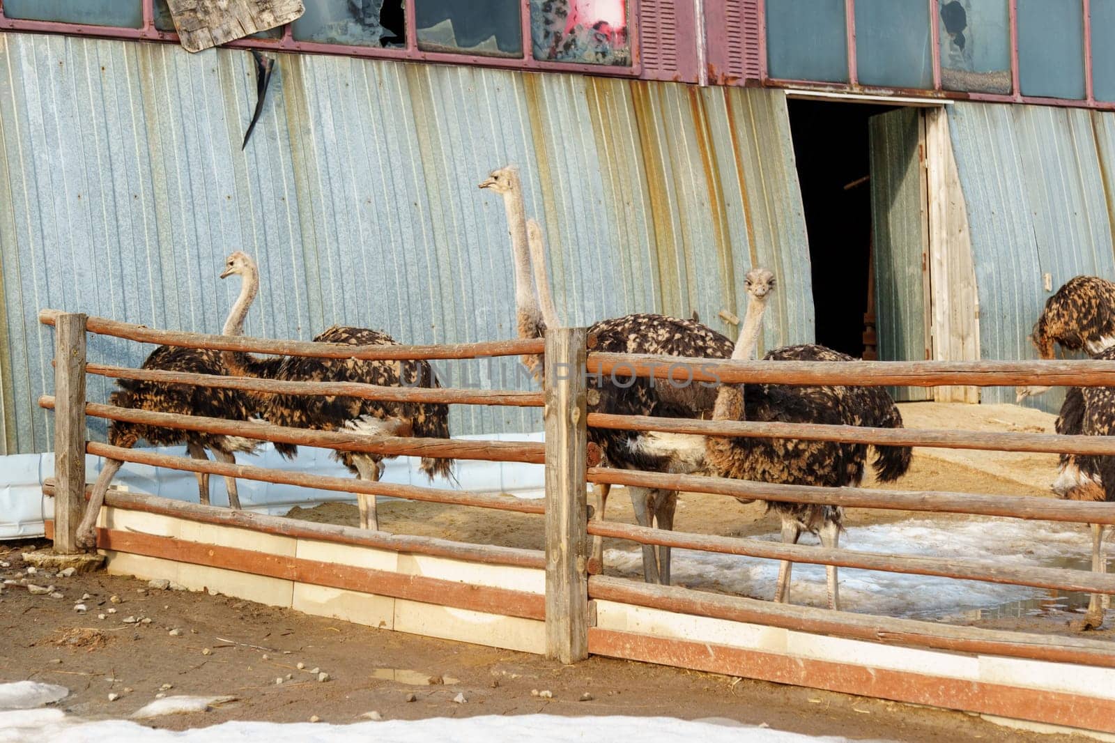 Group of ostriches standing tall and proud next to a sturdy wooden fence, showcasing.
