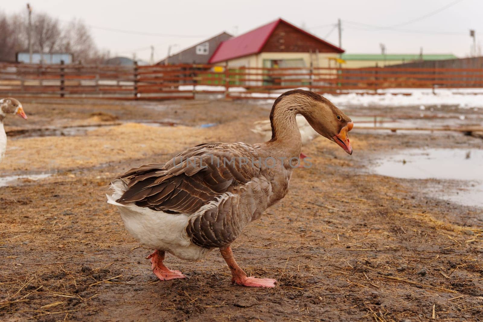 Geese standing in a row next to each other on a farm. Selective focus
