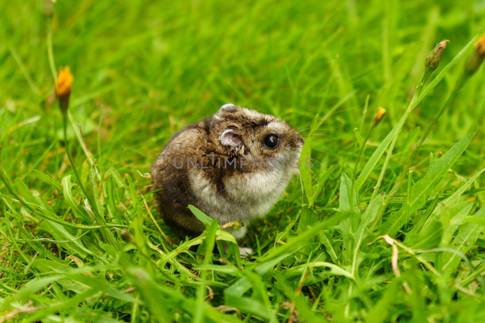 A curious small rodent explores fresh green grass on a sunny day in a vibrant meadow setting