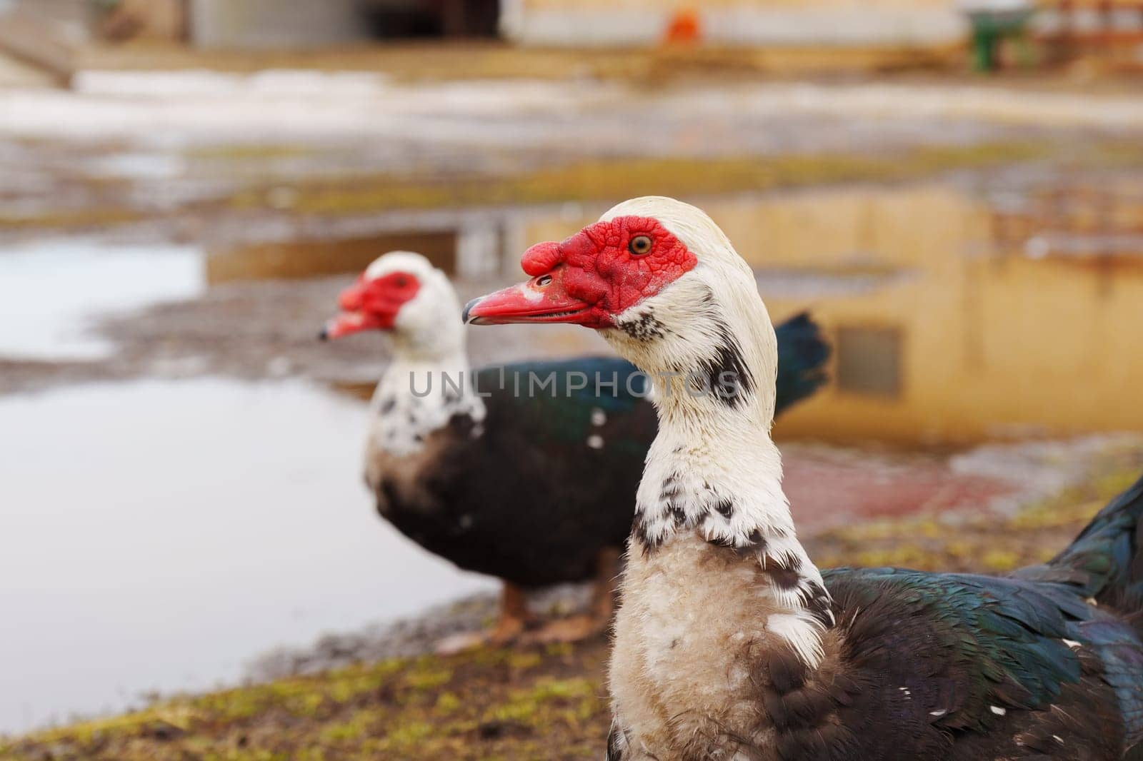 Muscovy duck, with distinctive black and white plumage, stands gracefully beside a tranquil body of water on a farm.
