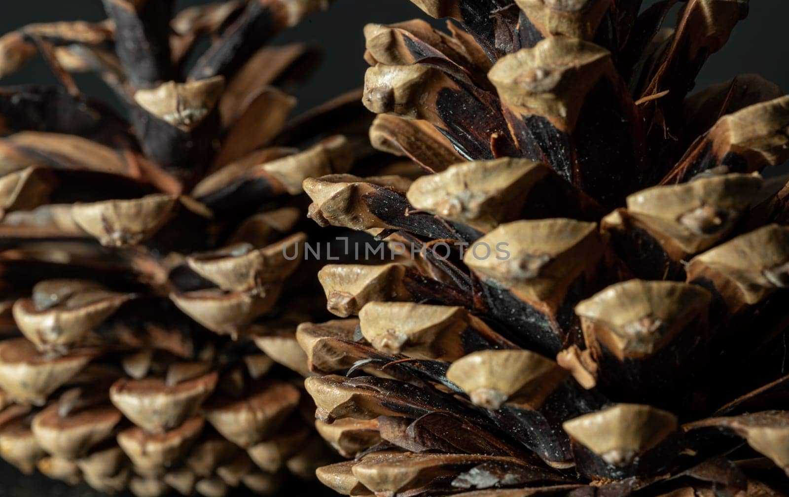 Large pine cones on dark background. Pine cones nice and dry and some are open up, Light and Shadow, Space for text, Selective focus.
