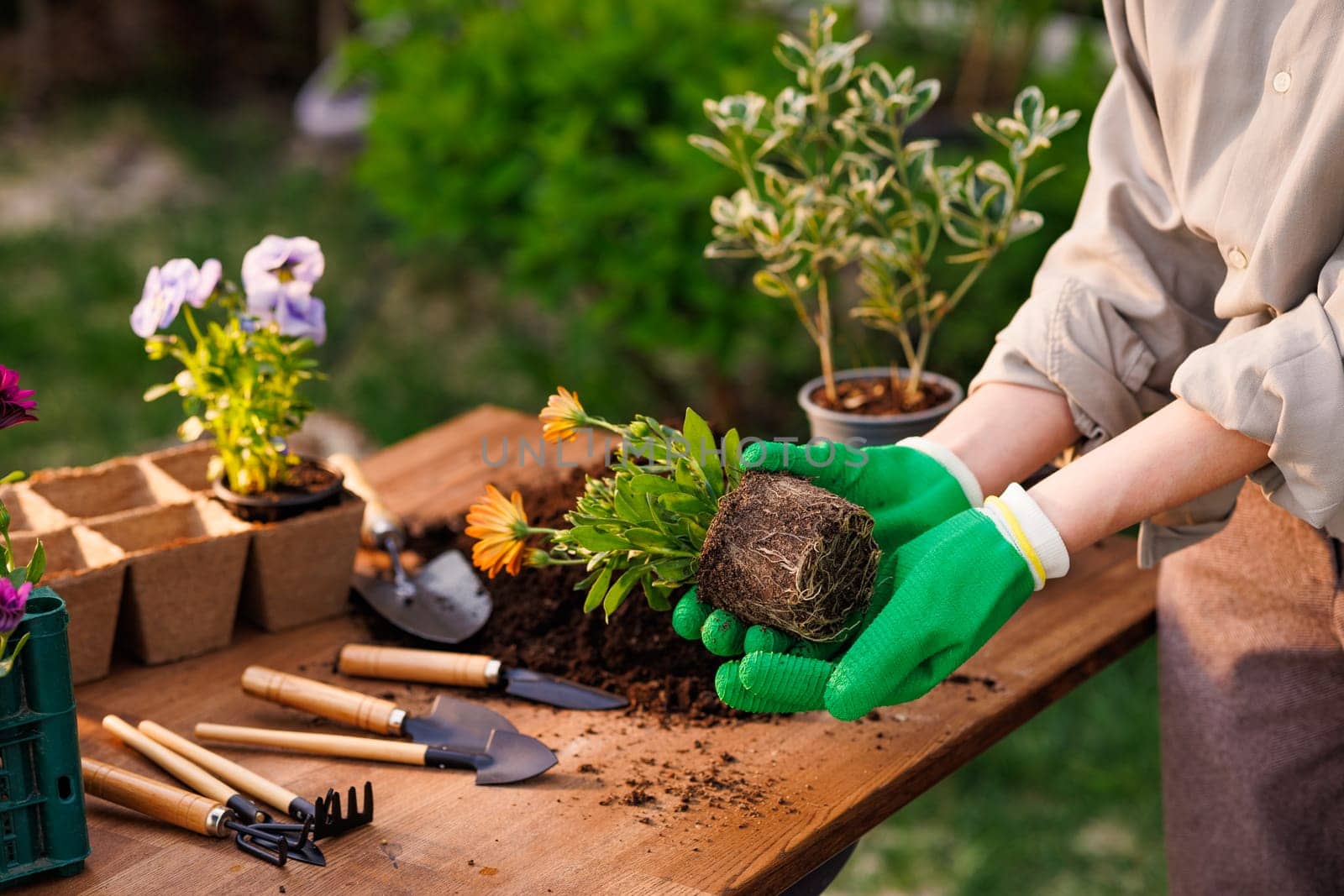 gardener planting flowers in garden close up on sunny day, garden care, gardening concept