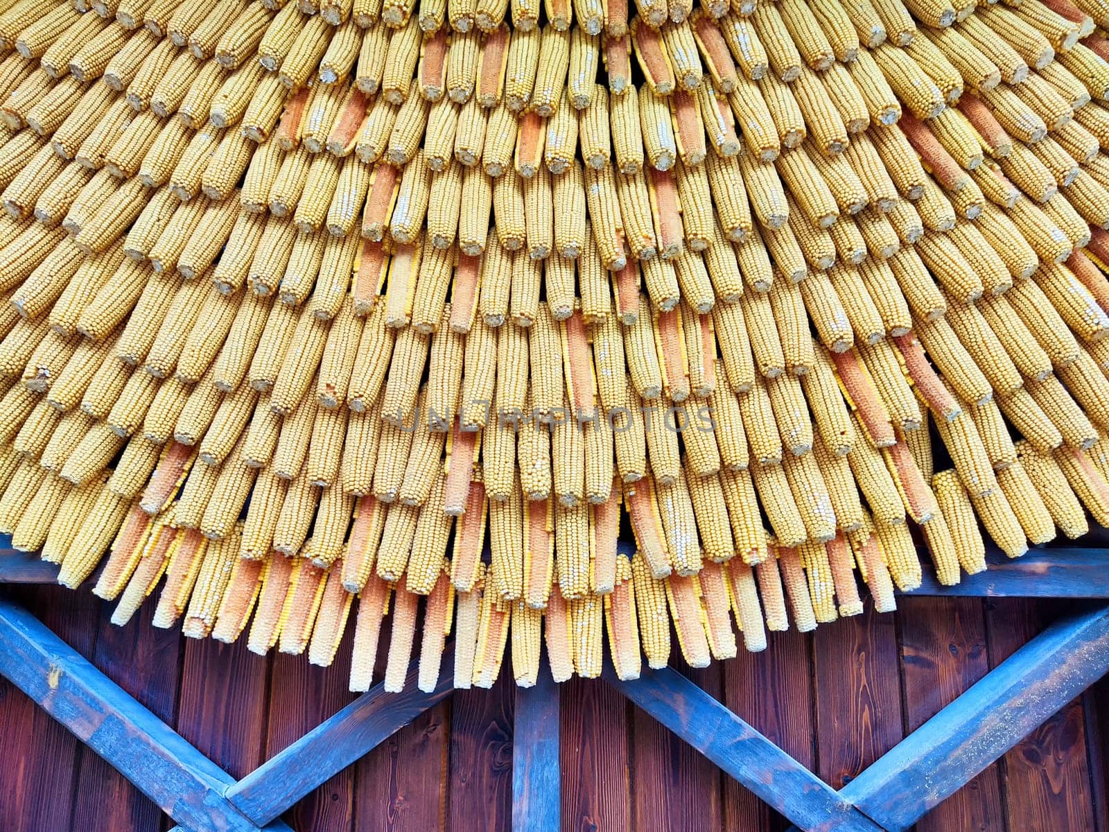 Dried corn is displayed in a visually striking pattern, creating an artistic effect against weathered wood.