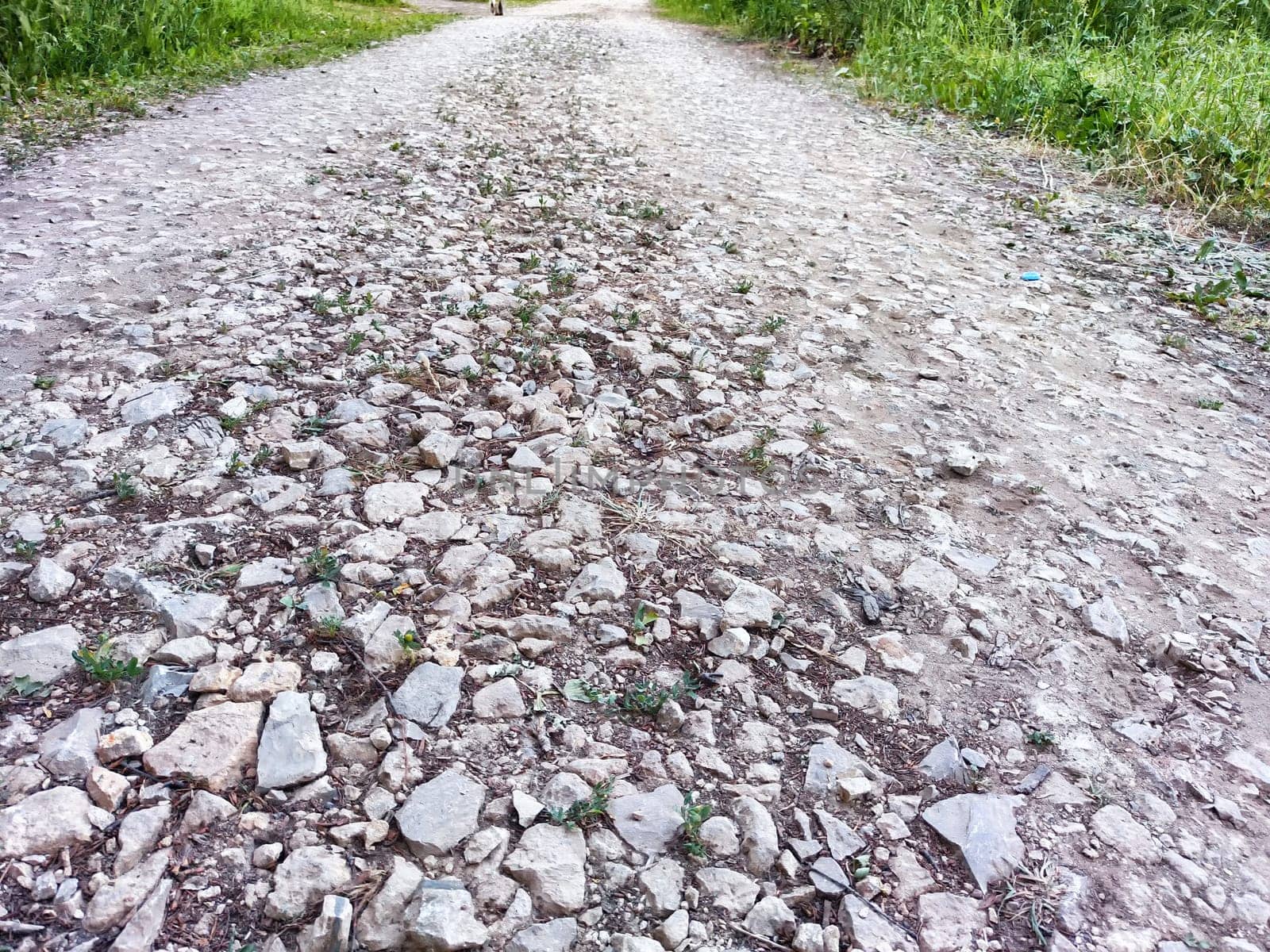 A gravel path leads through green grassy area on a sunny day. background, texture, pattern, frame, place for text, copy space