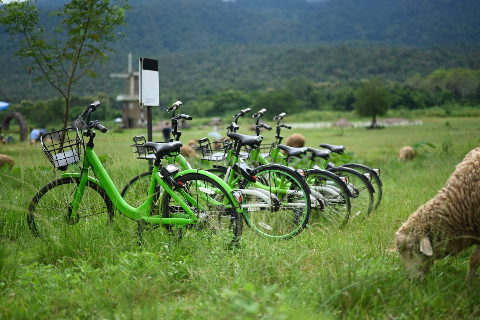 Scene is peaceful and serene with rental bikes and a sheep grazing grass nearby.