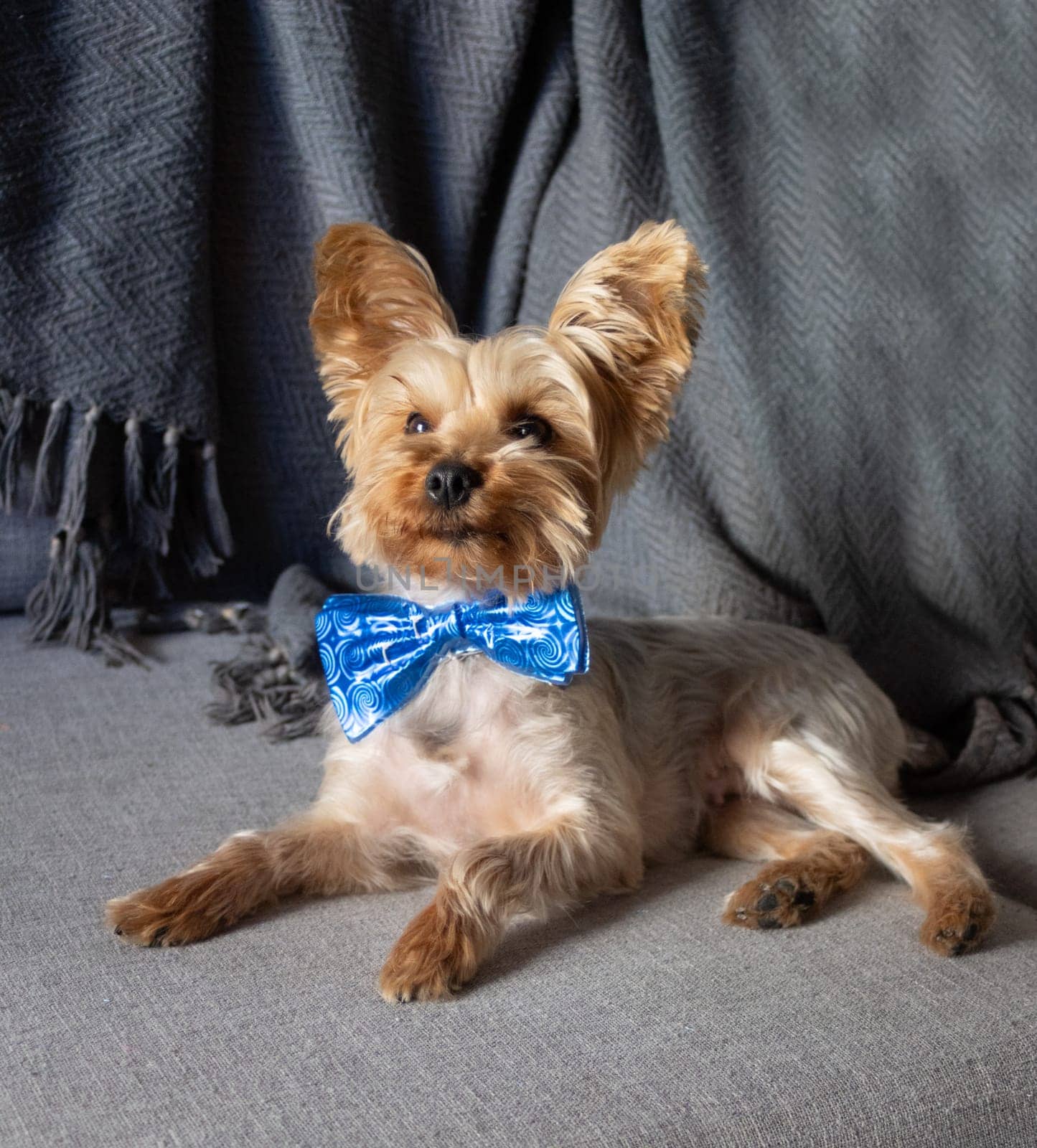 Close up picture of a little yorkie in party mode with a funny attitude.Cute shot for pet lovers, vets and pet shops. Cute moments of puppy concept .Grey background
