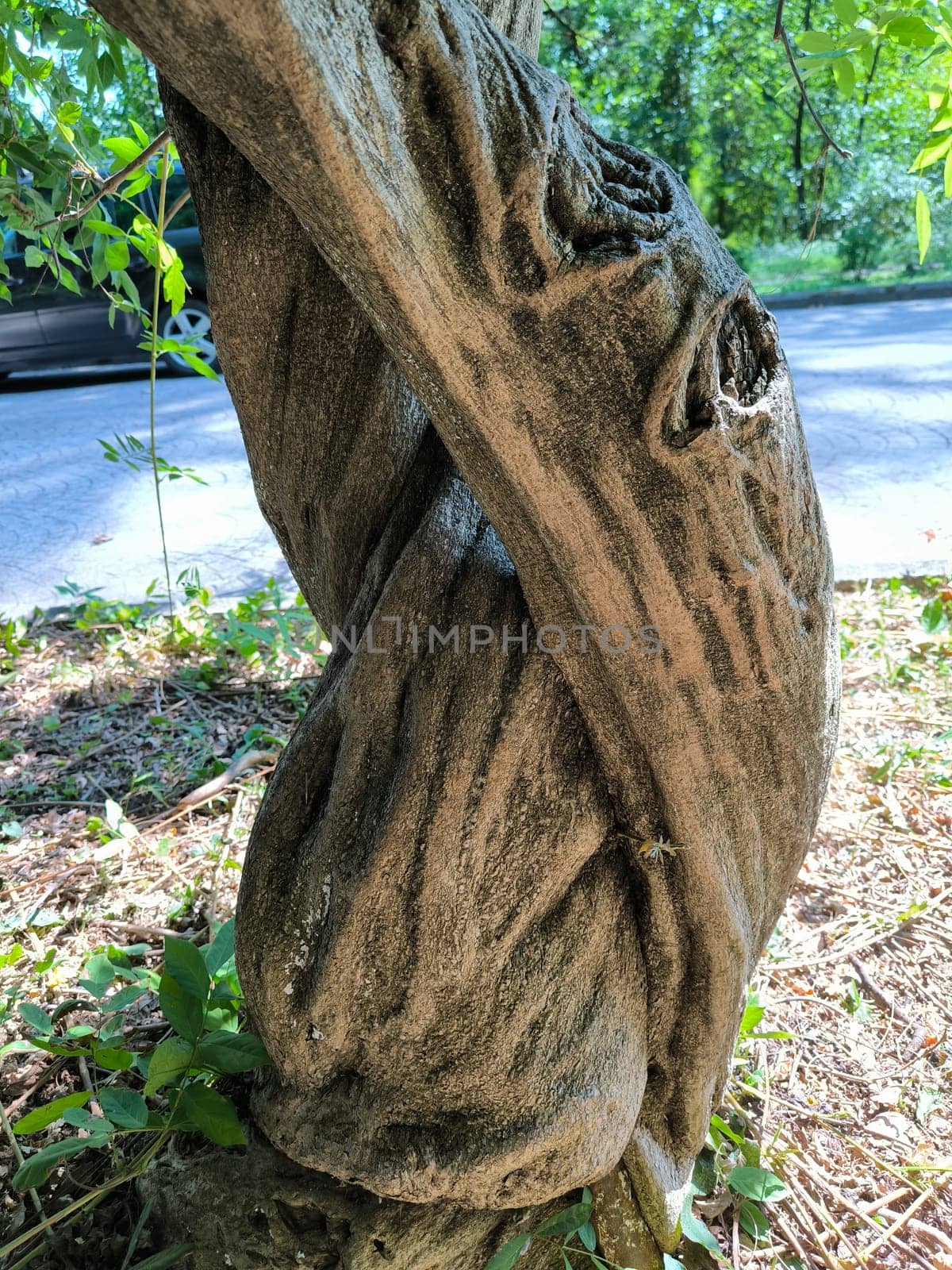 trunk and hollow of old tree, texture green nature plants summer, botany, botanical garden flora. High quality photo