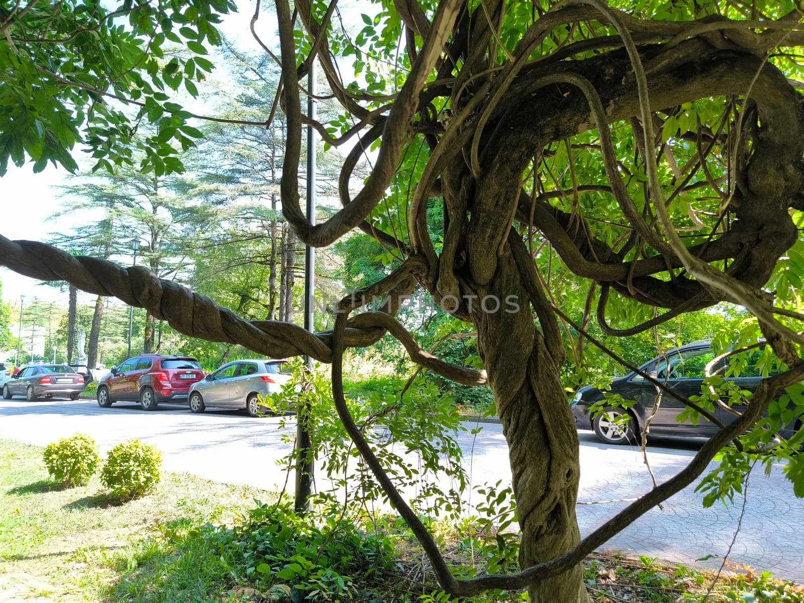 trunk branches and hollow of old tree, texture green leaves nature plants summer, botany, botanical garden flora. High quality photo