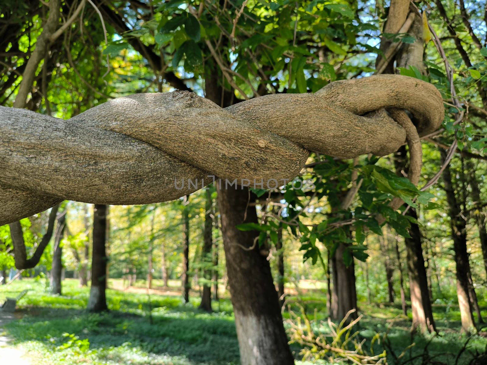 trunk branches and hollow of old tree, texture green leaves nature plants summer, botany, botanical garden flora. High quality photo