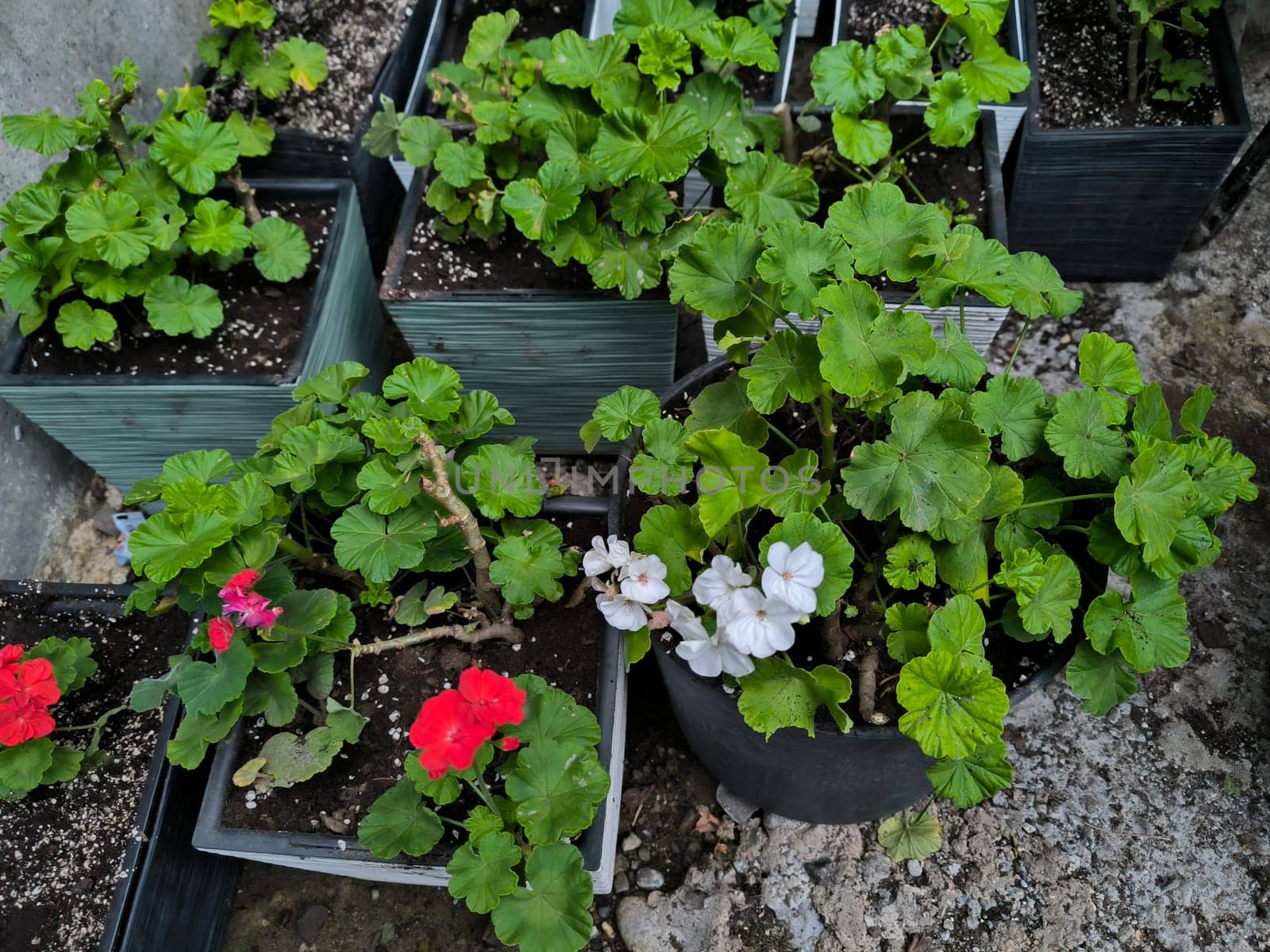 flowers red white geranium plants green leaves seedlings in pots, botanical garden fl;ora species variety. High quality photo