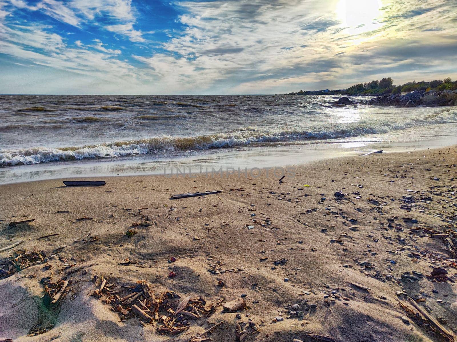 A dog stands on the beach, looking at the waves under a clear blue sky.