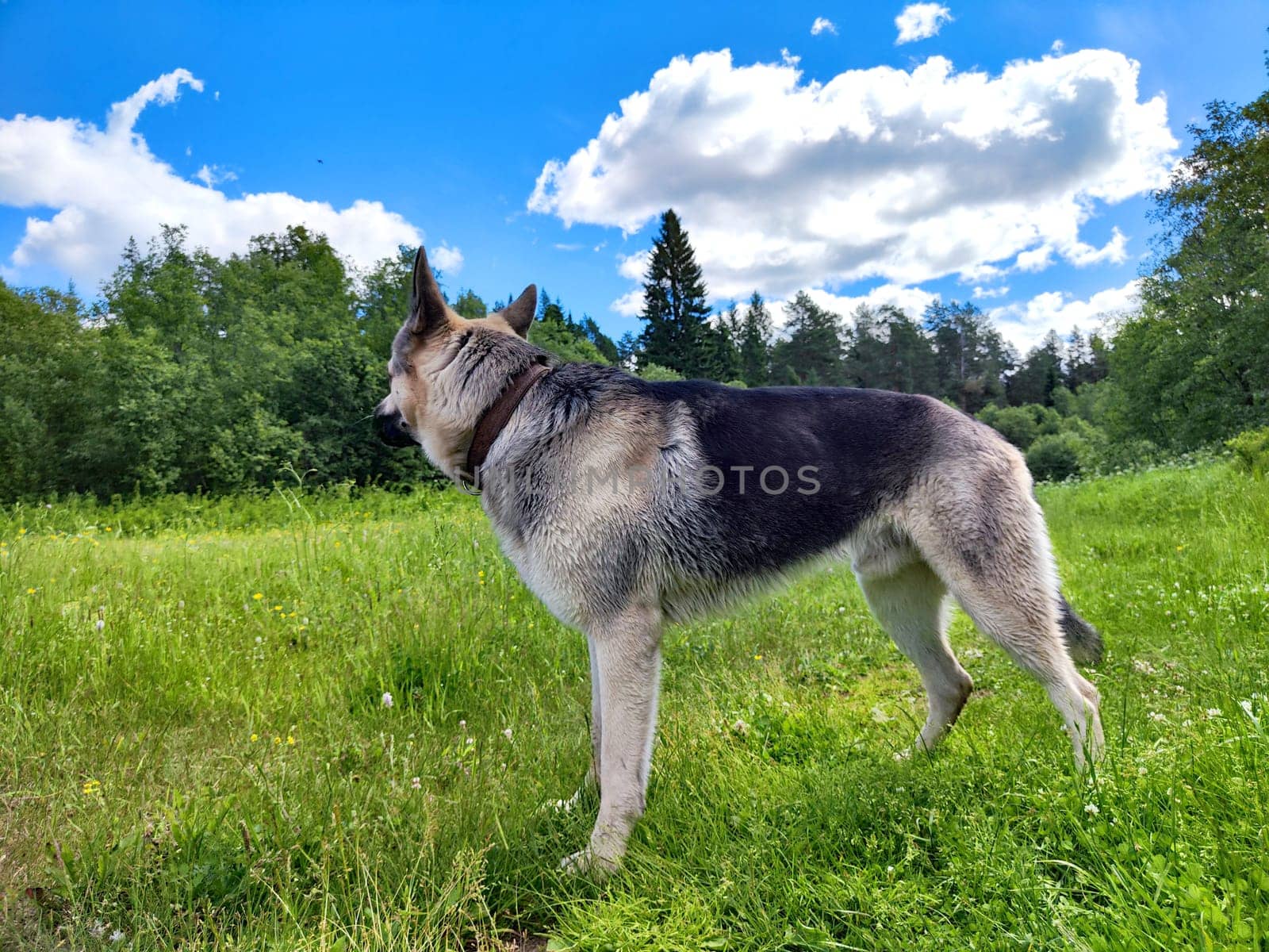 Dog German Shepherd in field in the grass near the forest in sunny summer day. Russian eastern European dog veo