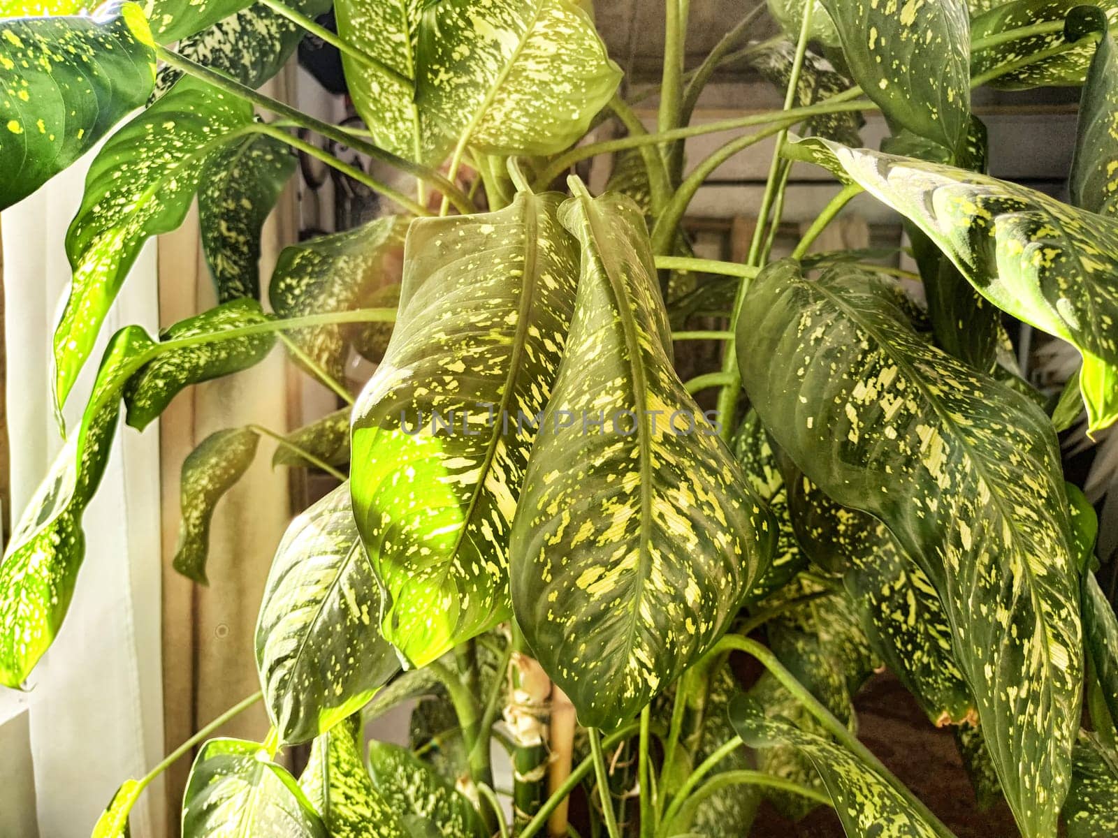 Dieffenbachia plant in a pot on a stool by the window. Retro interior in light colors. Background with plant with green leaves and fabric