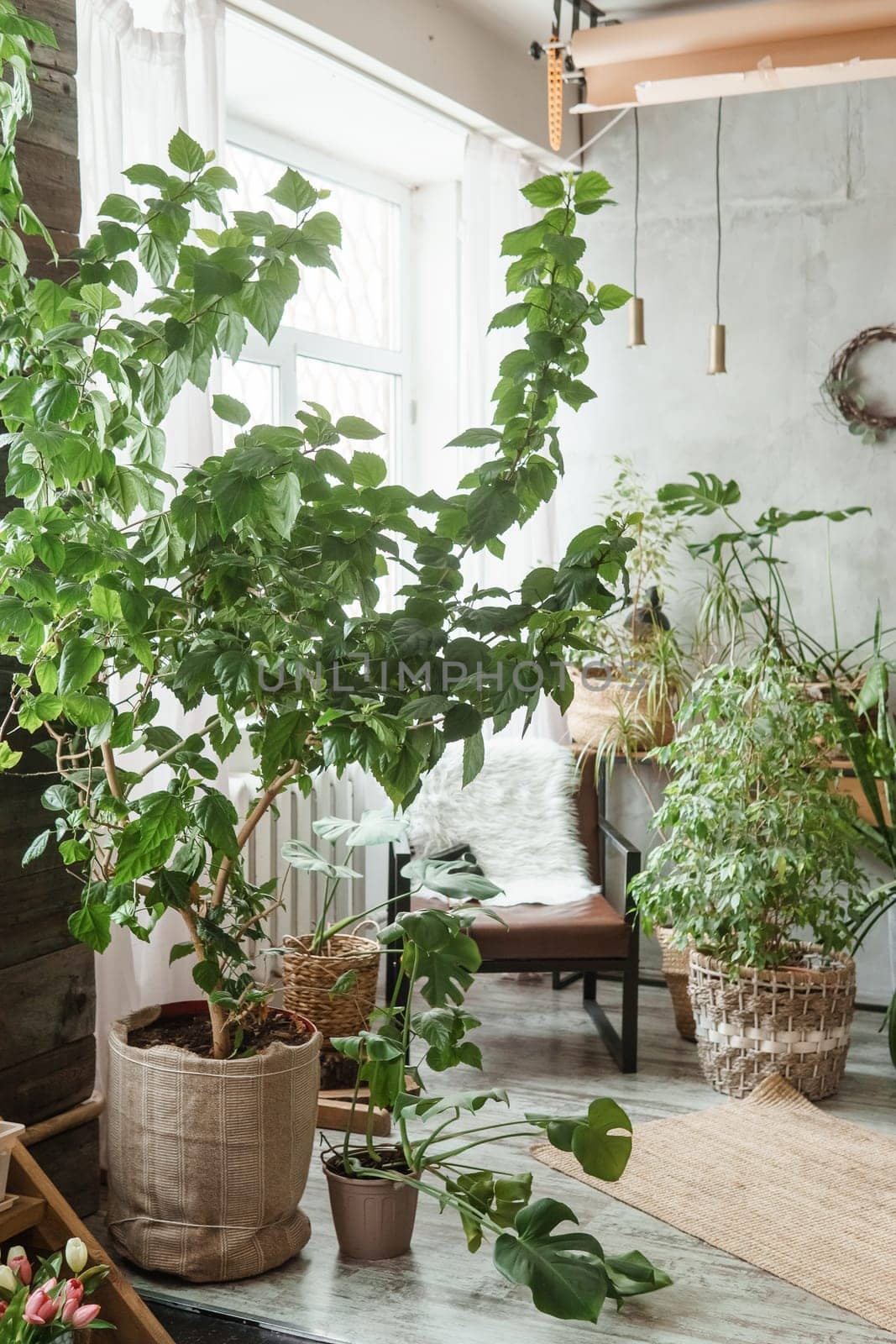 A fragment of the interior with a variety of indoor plants and plaster sculptures. Urban jungle concept. Biophilia design.