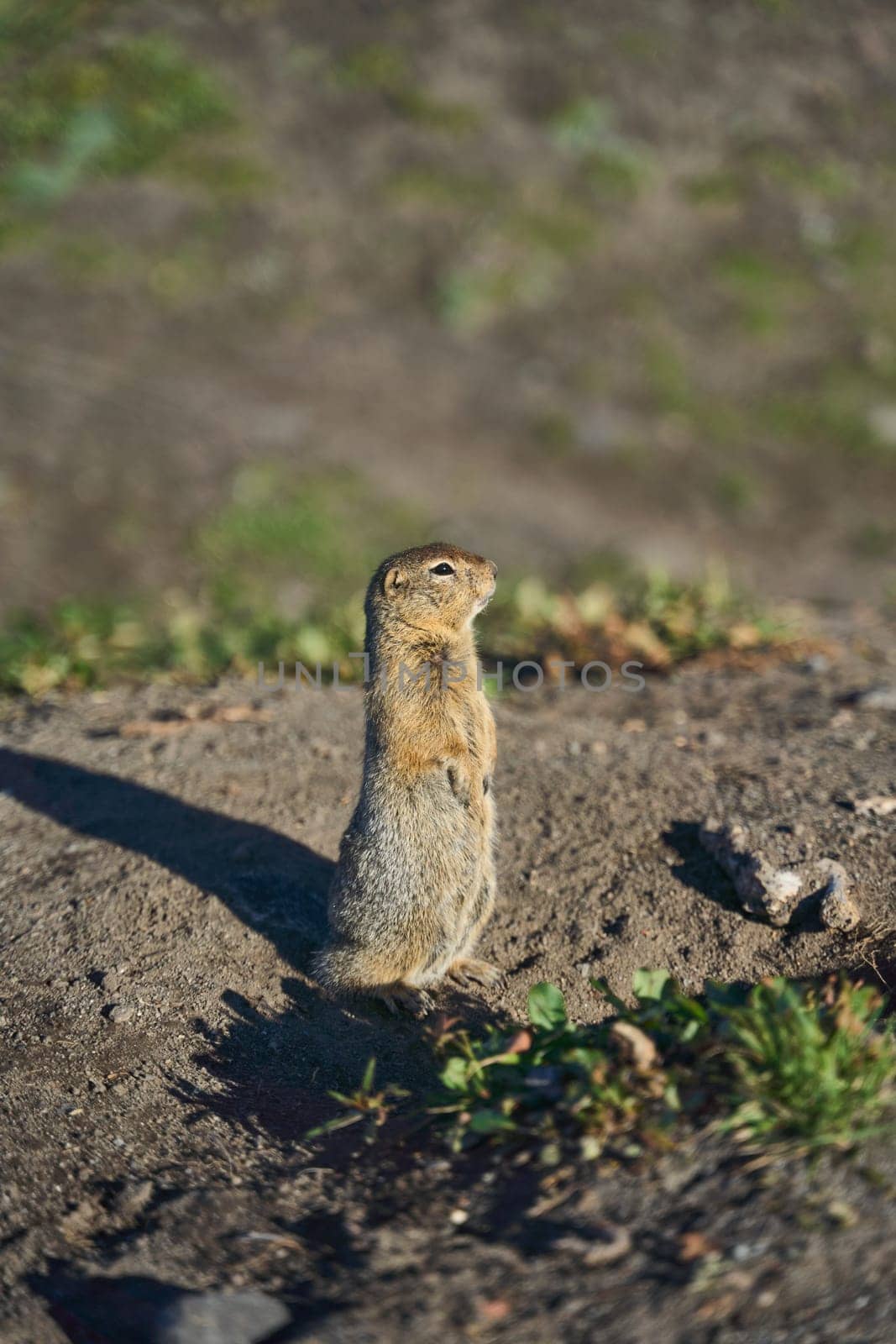 A curious little squirrel stands upright on its hind legs, intently observing its vibrant and lively habitat