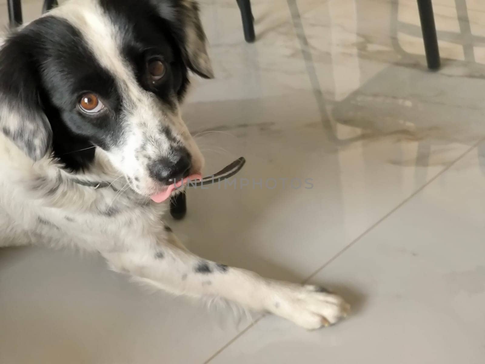 black and white dog, animals nature, domestic animal, cute pet, one, portrait fur, muzzle, paw Tbilisi Georgia 17 August 2024 ,. High quality photo