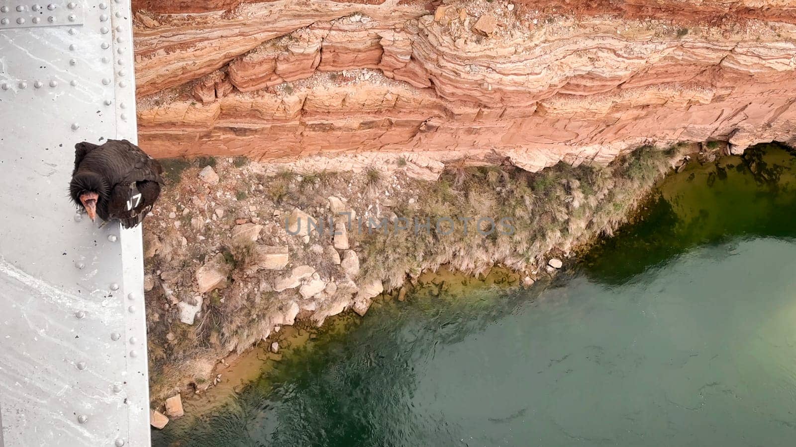 Looking down on a California Condor perched on the edge of Navajo Bridge in Marble Canyon, Arizona. The majestic bird contrasts against the backdrop of the Colorado River and the canyon's red rock.