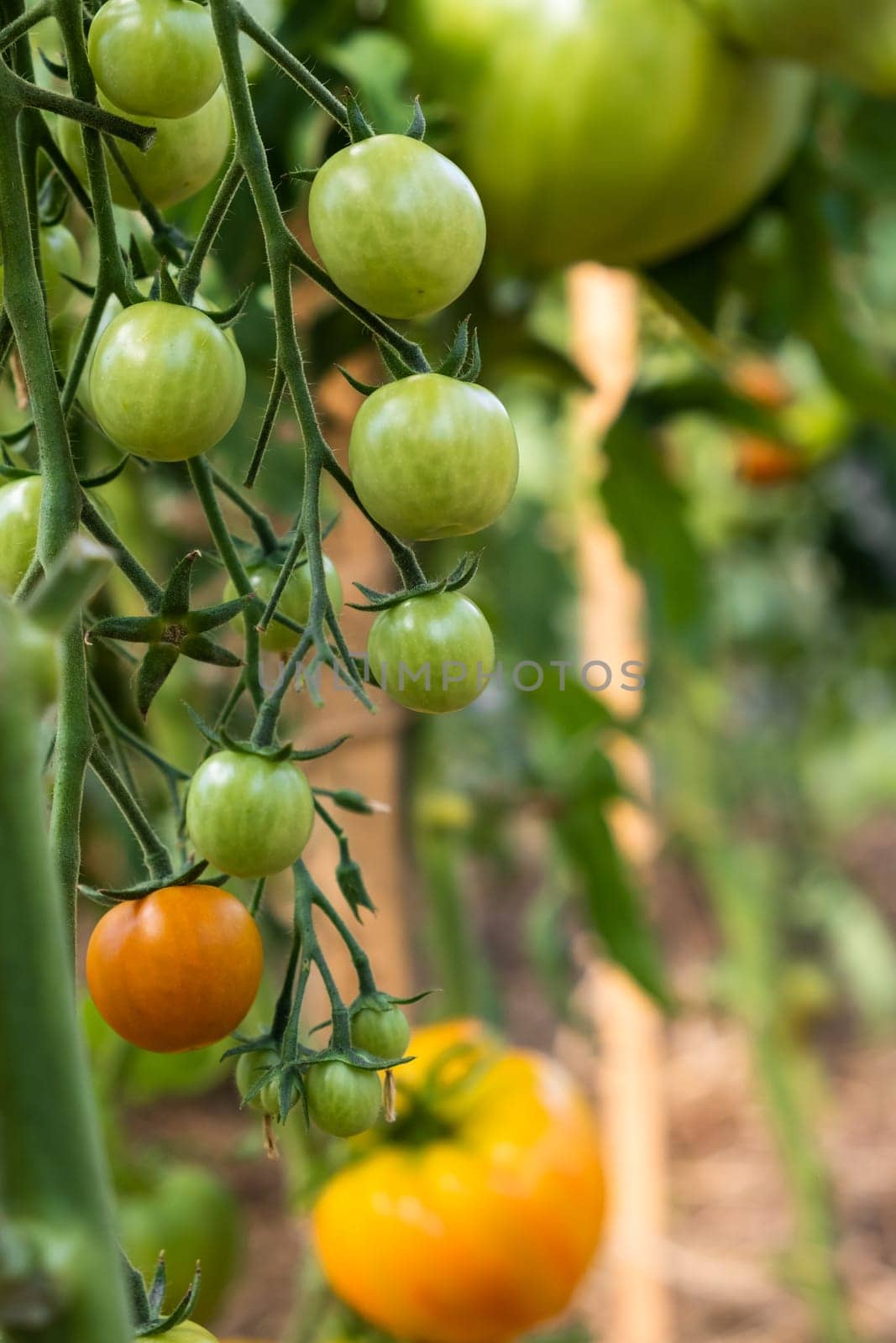 A lot of green tomatoes on a bush in a greenhouse. Tomato plants in greenhouse. Green tomatoes plantation. Organic farming, young tomato plants growth in greenhouse.