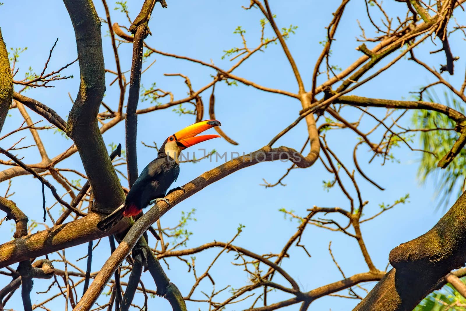 Beautiful toucan perched on a tree by Fred_Pinheiro