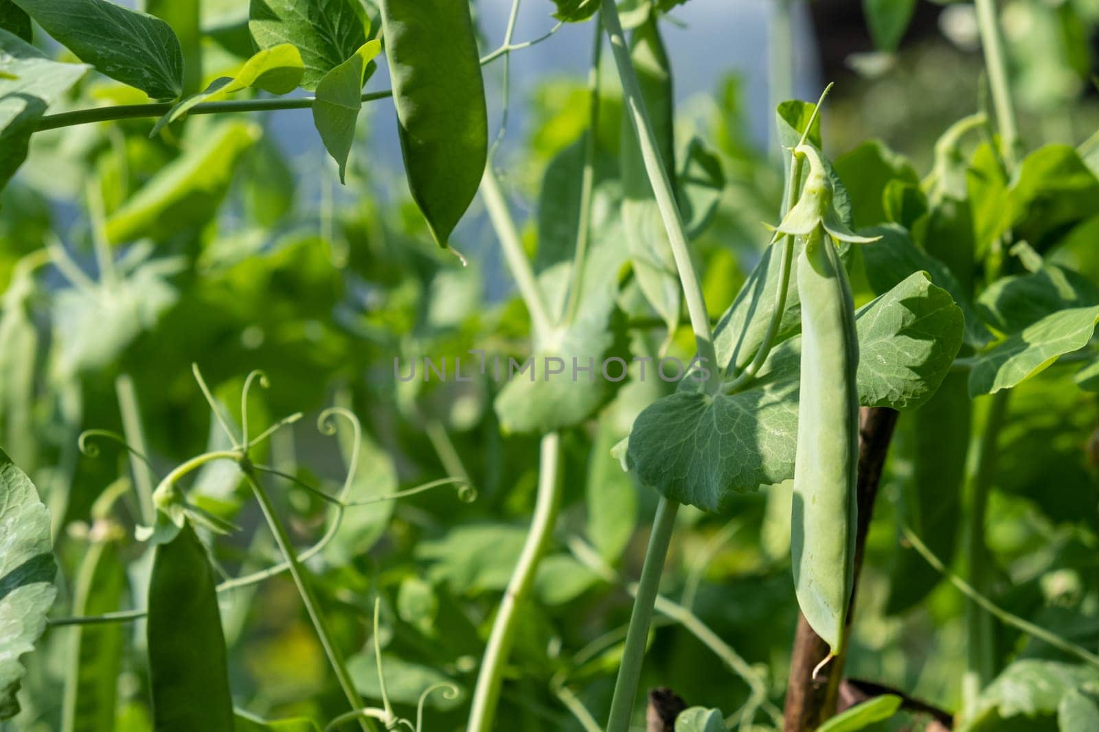 Growing peas outdoors and blurred background. Green pea pods in the vegetable garden close-up.