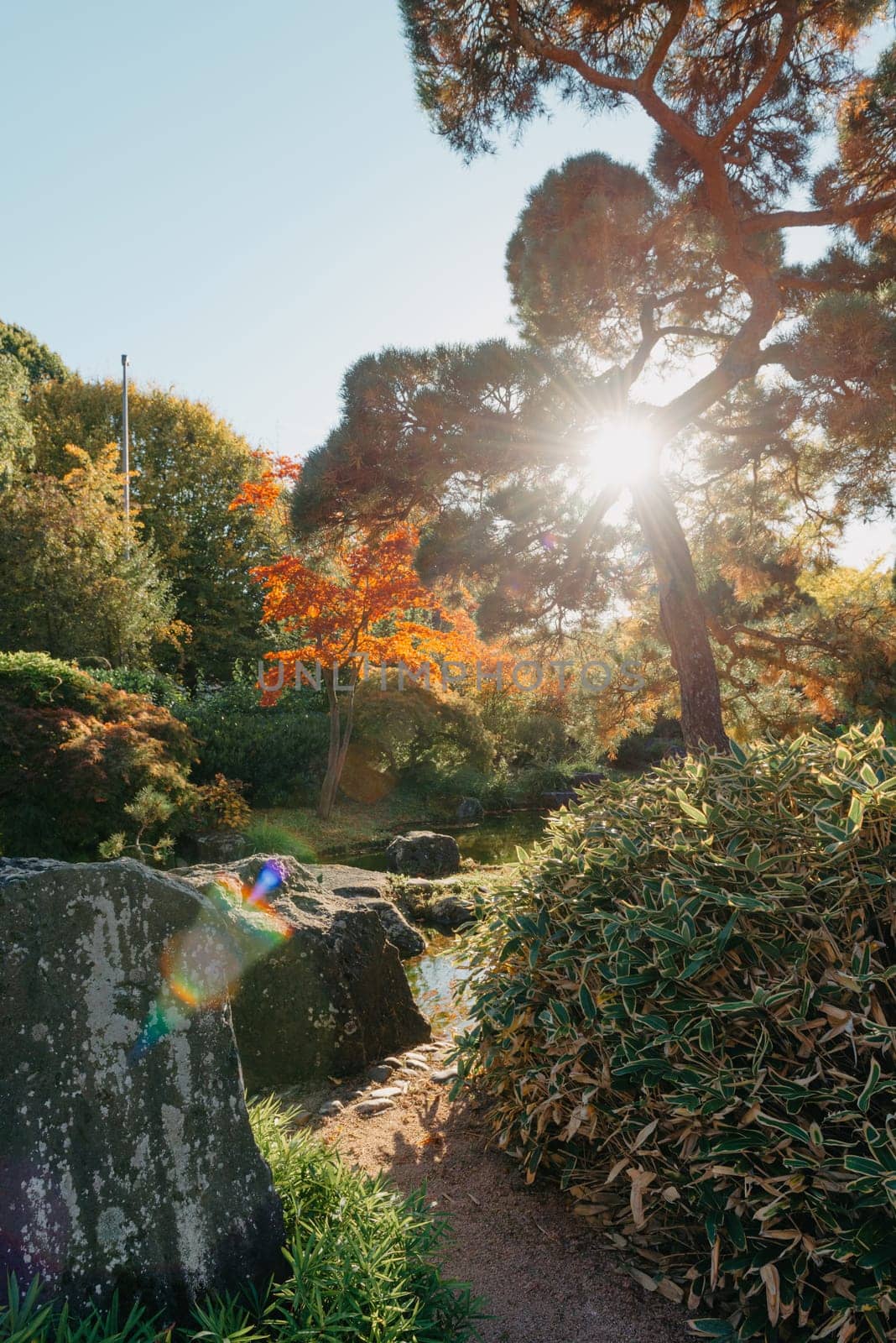 Beautiful Japanese Garden and red trees at autumn seson. A burst of fall color with pond reflections.