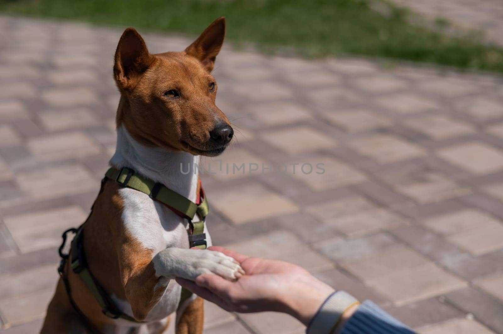 Basenji gives a paw to the mistress on a walk. African non-barking dog. by mrwed54