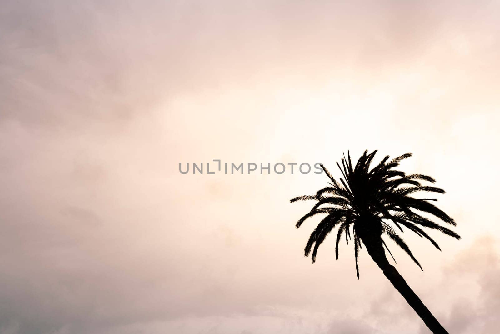 high palm tree silhouette with wavy branches growing under cloudy sky at sunset, concept of travel and vacation in the caribbean, copyspace for text