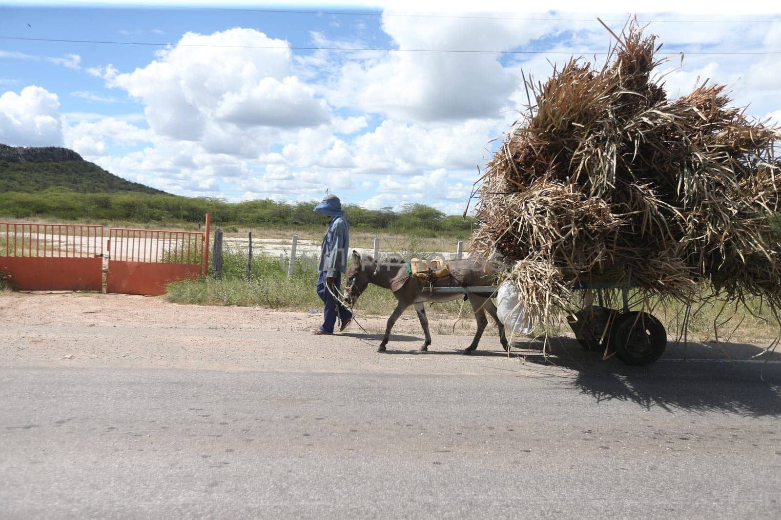 juazeiro, bahia, brazil - april 30, 2023: animal-drawn car traveling in a rural area in the city of Juazeiro.