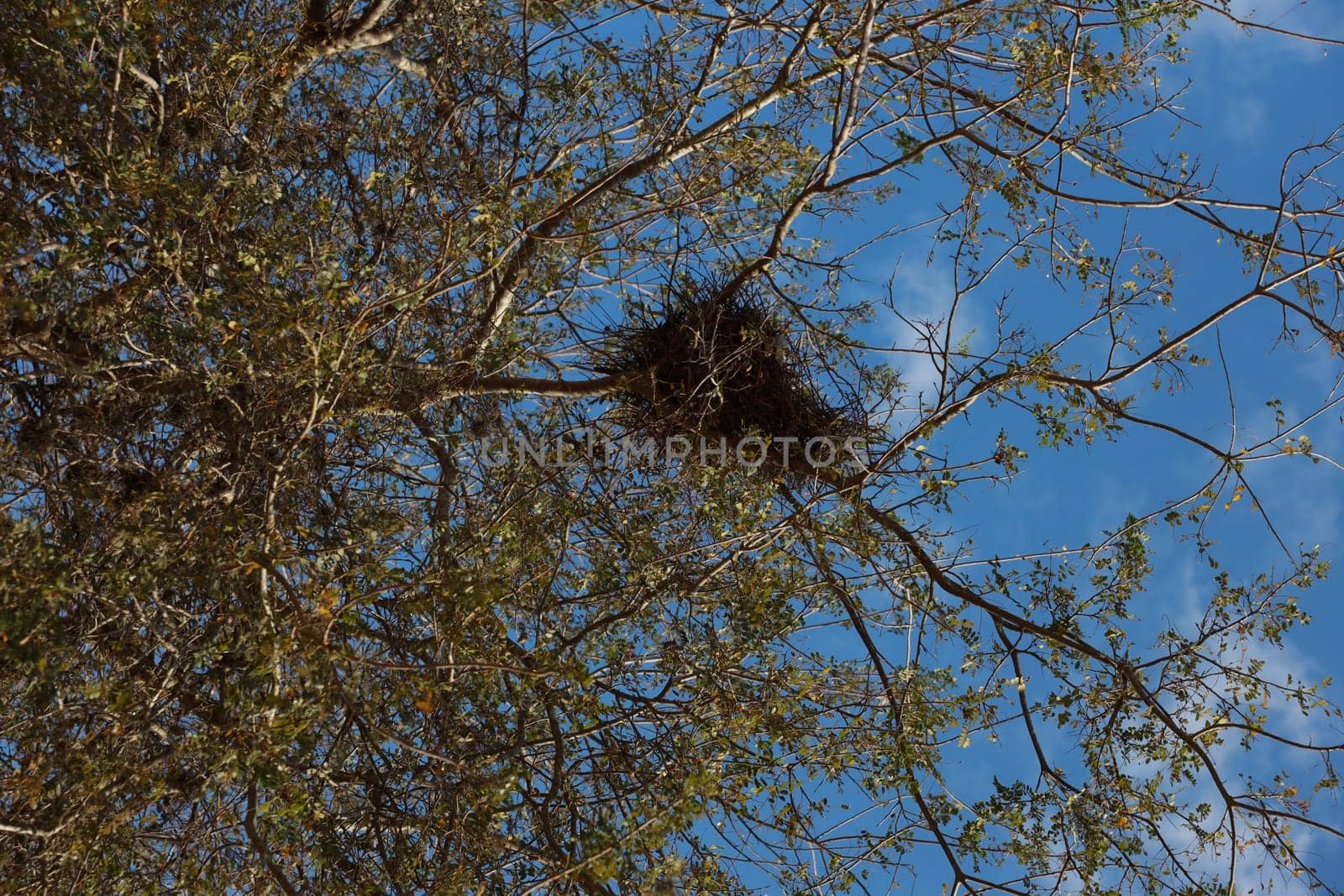 salvador, bahia, brazil - november 4, 2023: bird's nest in a tree in the city of salvador.