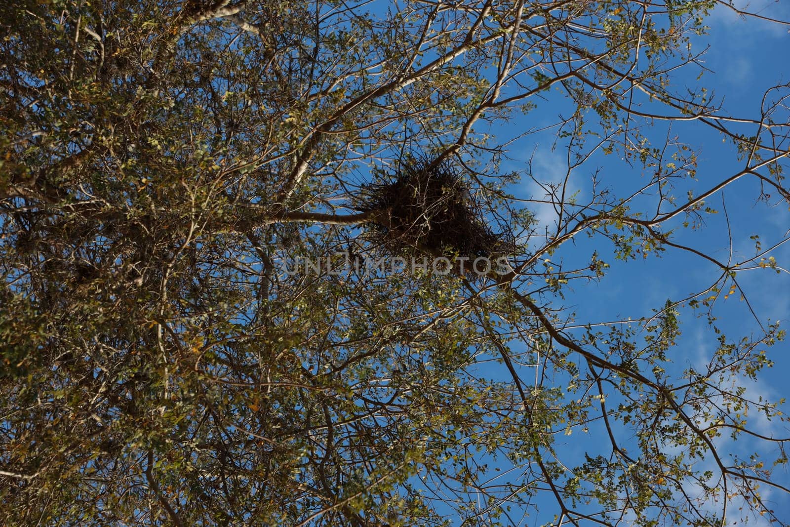 salvador, bahia, brazil - november 4, 2023: bird's nest in a tree in the city of salvador.