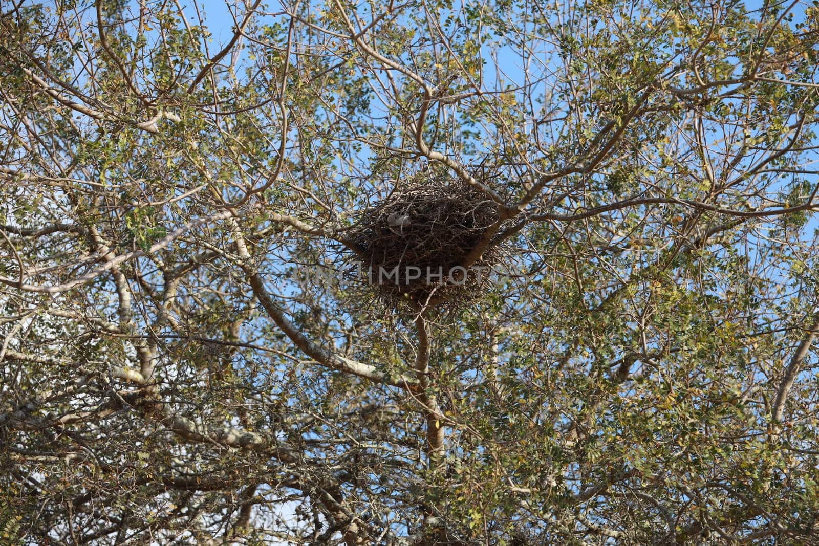 salvador, bahia, brazil - november 4, 2023: bird's nest in a tree in the city of salvador.