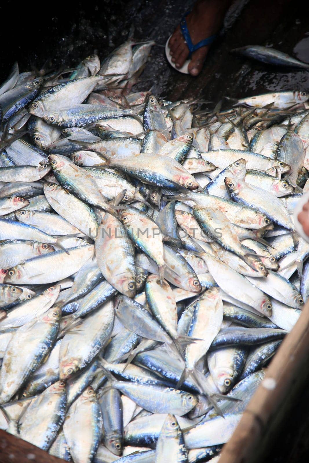 salvador, bahia, brazil - april 30, 2022: sardine fish for sale at the Sao Joaquim fair in the city of Salvador.