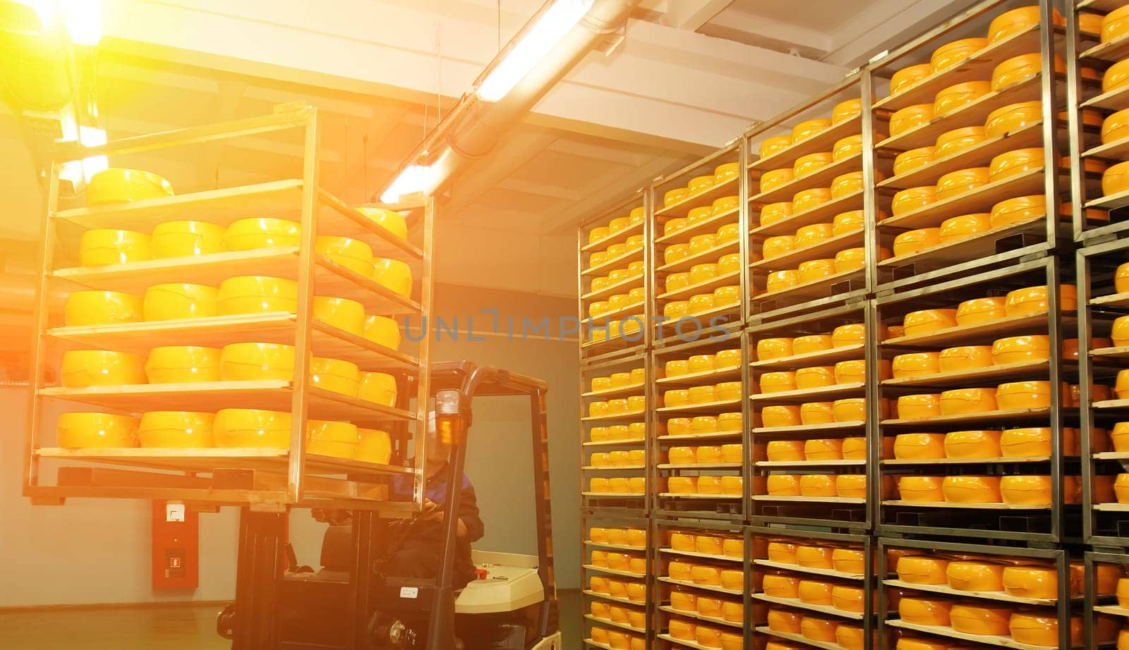Stacks of vibrant yellow cheese wheels fill the storage area as a worker maneuvers a forklift, efficiently organizing the dairy products for shipment.