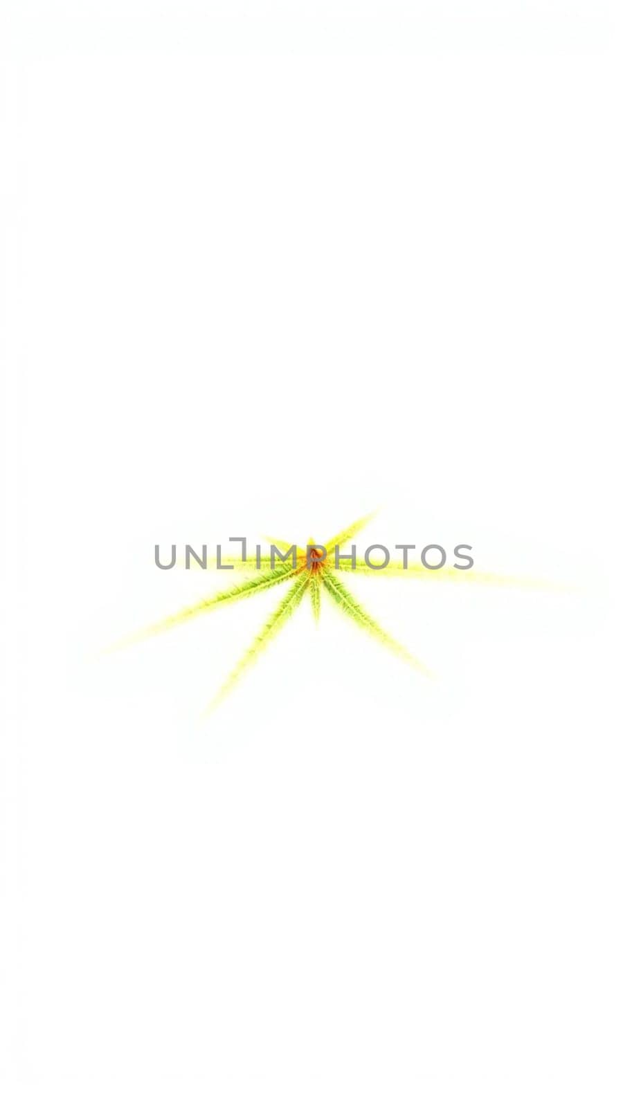 Green leaf on white background, glowing in soft light, symbolizing new life and growth in nature. Tranquil and fresh, perfect for simplicity, beauty, and environment themes
