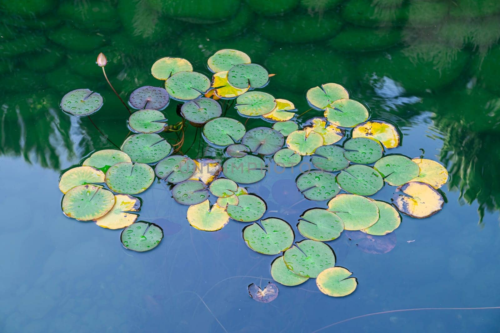 A cluster of lily pads rests on the calm surface of a pond, with soft afternoon light reflecting off the water, creating a peaceful and serene atmosphere.