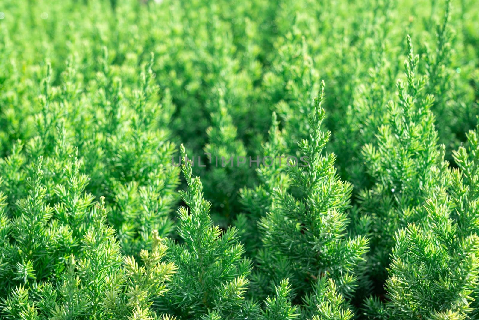 A vibrant patch of lush green foliage spreads densely under bright sunlight, showcasing healthy, thriving plants that create a lively, natural atmosphere.