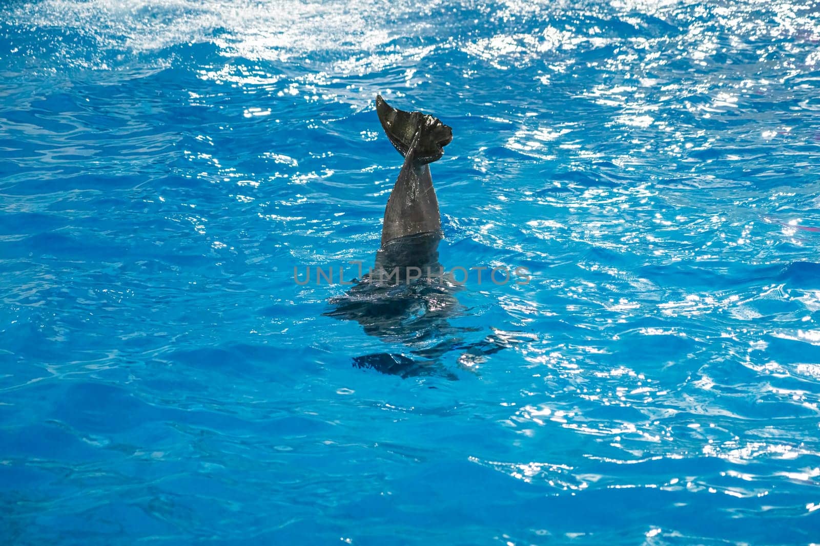 A trained sea lion balances a colorful object on its nose while swimming in a bright, turquoise pool. The performance captivates the audience and showcases the animal's intelligence and agility.