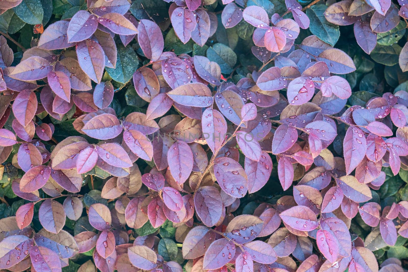Vibrant purple foliage glistens with raindrops, creating a beautiful contrast against dark green leaves in a garden. The natural elements emphasize a tranquil outdoor setting.