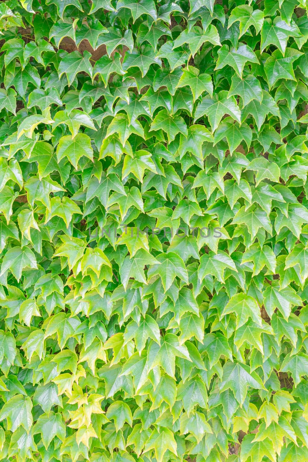 A dense layer of vibrant green ivy leaves cascades over a garden wall, illuminated by warm afternoon sunlight, creating a refreshing and tranquil atmosphere in the surroundings.
