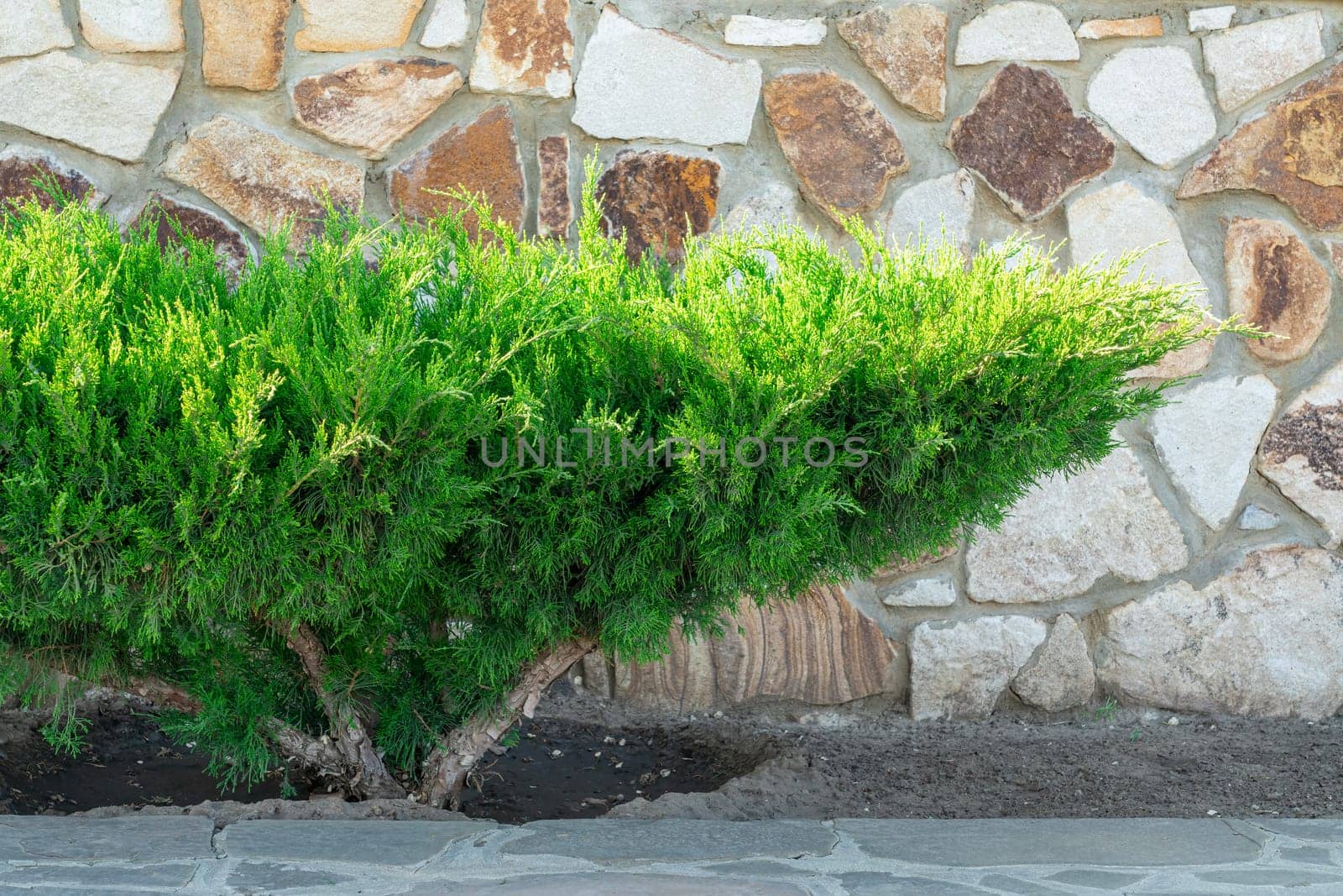 A vibrant green shrub grows against a decorative stone wall, showcasing its foliage in bright sunlight, creating a harmonious outdoor environment. The scene radiates natural beauty and tranquility.