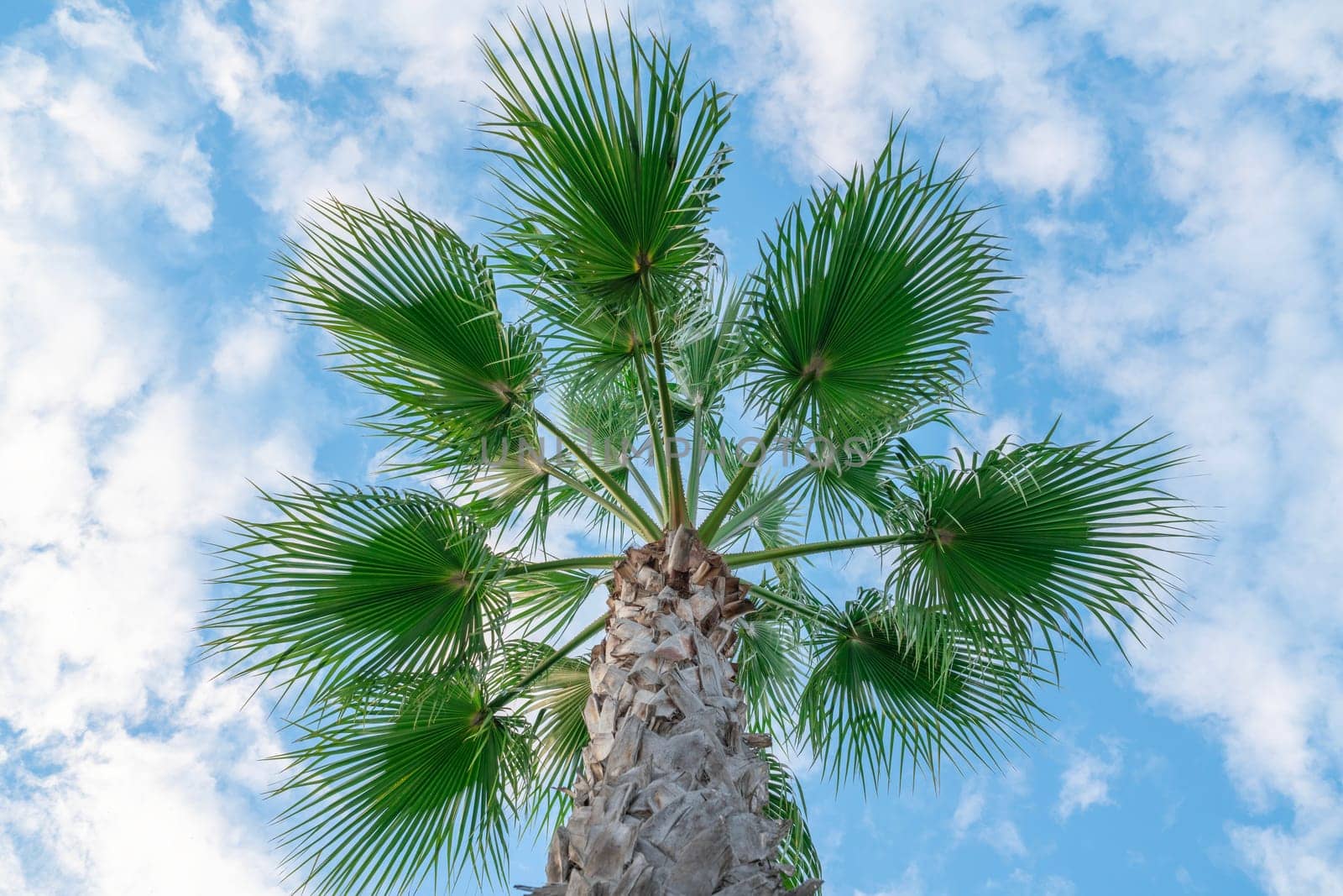 Beneath a tall palm tree, the lush green fronds reach upward against a backdrop of a bright blue sky dotted with fluffy white clouds, showcasing a serene tropical atmosphere.