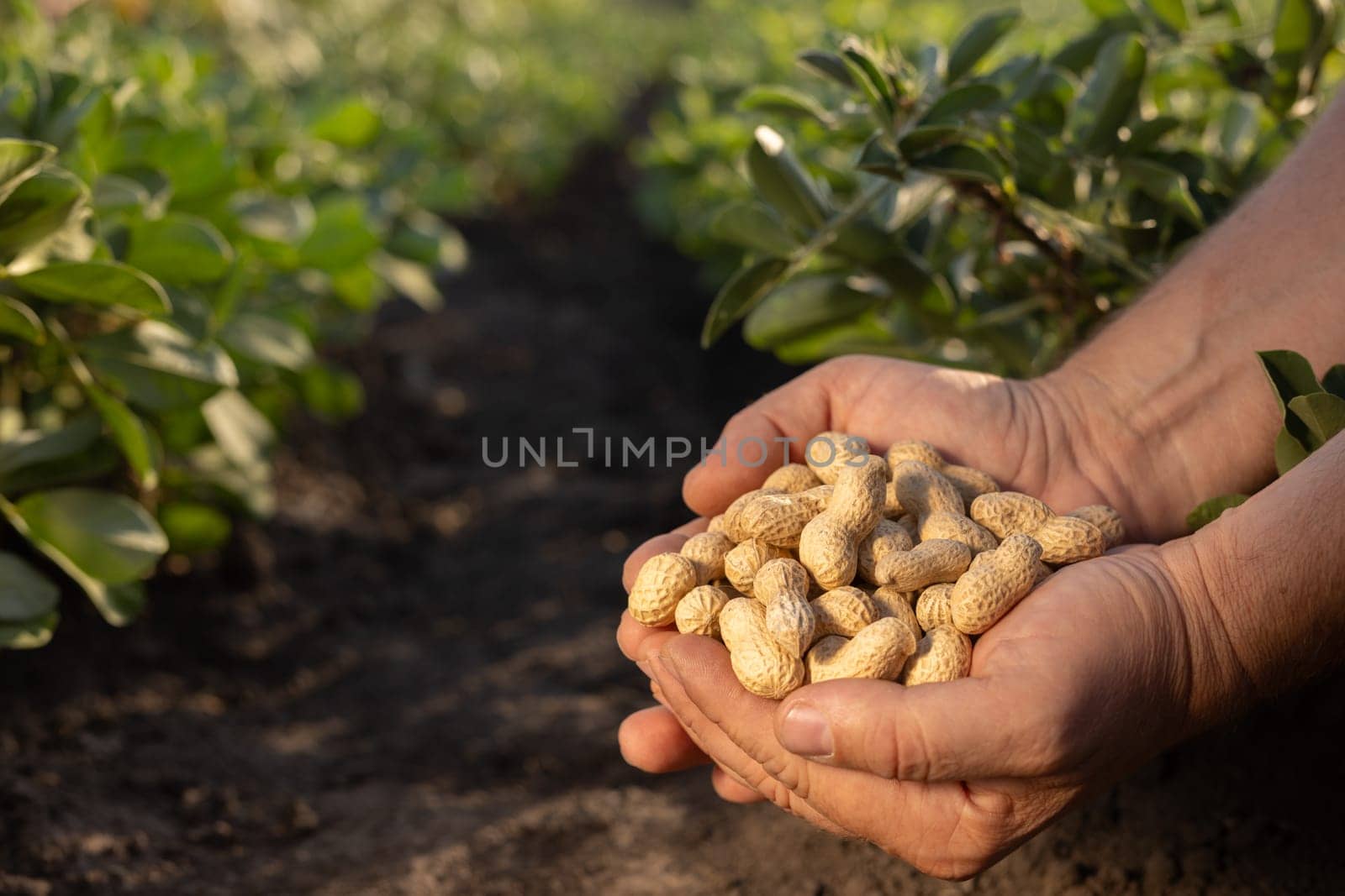 farmer's hand holding fresh peanuts with leaves close-up on groundnut field background, peanut harvesting