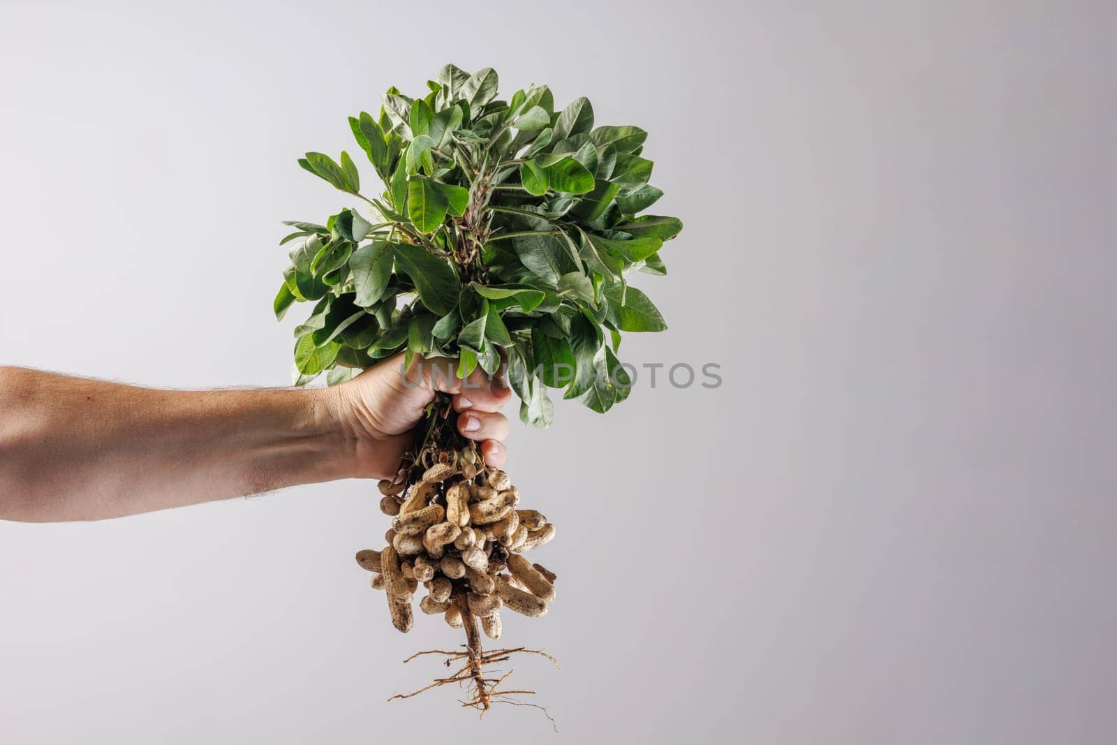 Farmer's hand holding a bunch of fresh peanuts with green leaves on a white background. The peanuts are attached to the roots, showing their natural state.