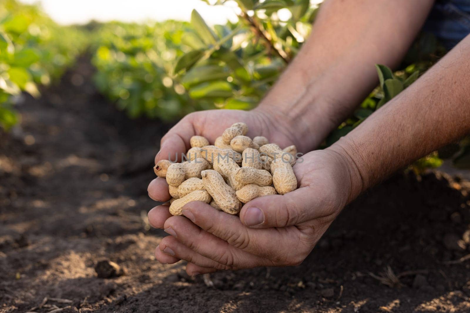 A farmer holding freshly harvested peanuts with roots in a field. The background features green peanut plants under a cloudy sky, showcasing agricultural activity.
